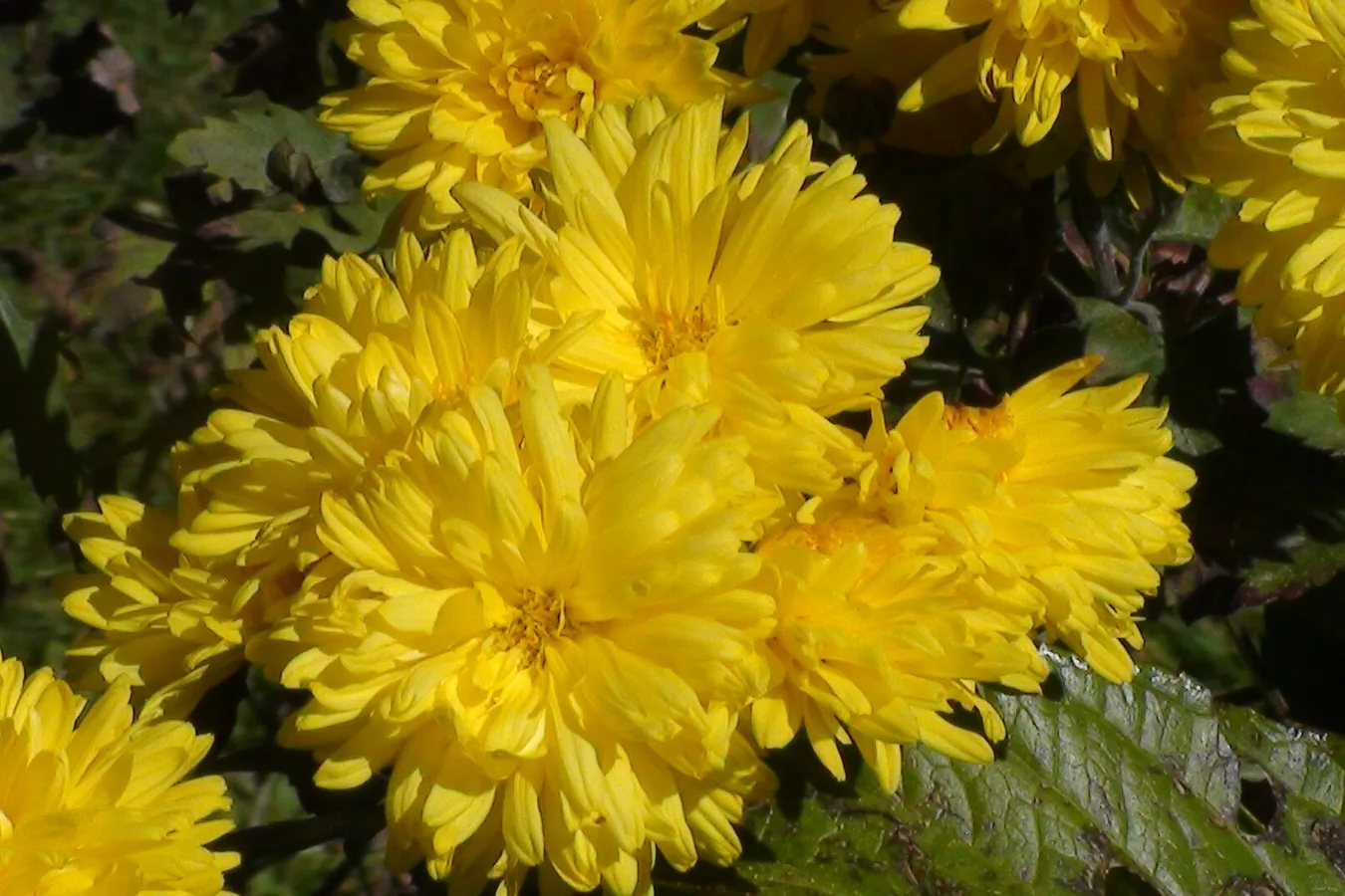 Chrysanthèmes, photo d’illustration ; ce n’est pas une cérémonie ni un cimetière particulier.